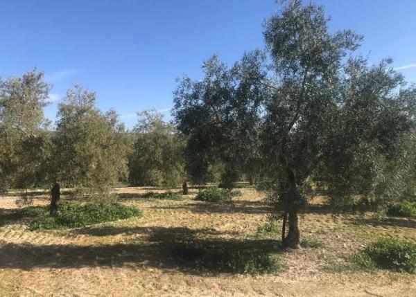 Terreno en Paraje de la Doctora s/n