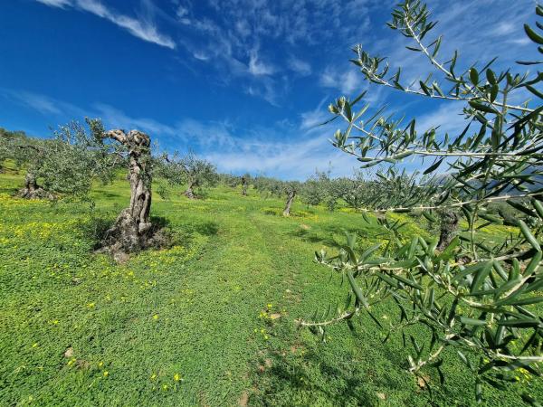Terreno en camino de Estepera s/n