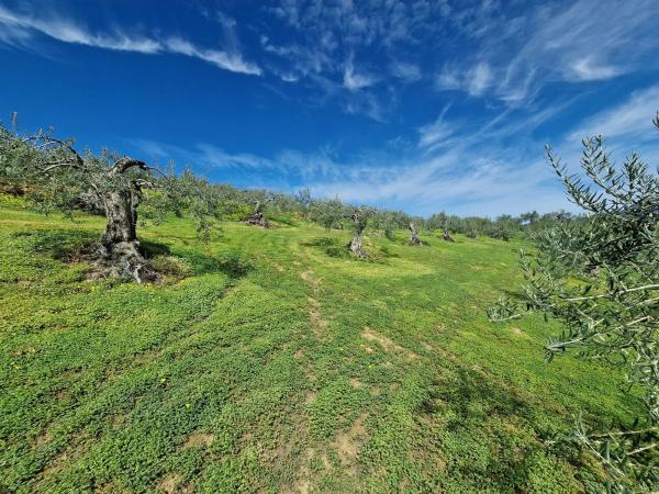 Terreno en camino de Estepera s/n