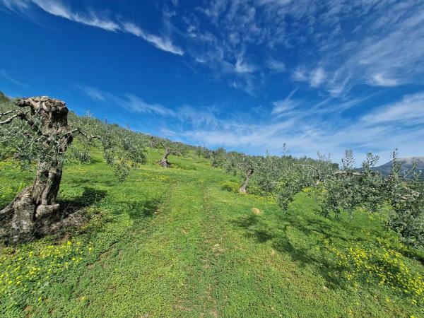 Terreno en camino de Estepera s/n
