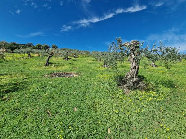 Terreno en camino de Estepera s/n