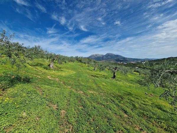 Terreno en camino de Estepera s/n