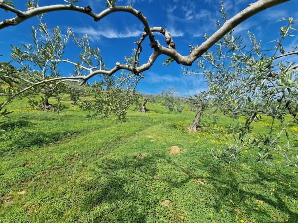 Terreno en camino de Estepera s/n