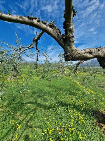 Terreno en camino de Estepera s/n