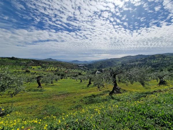 Terreno en camino de Estepera s/n