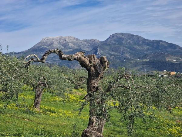 Terreno en camino de Estepera s/n