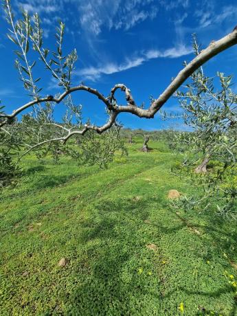 Terreno en camino de Estepera s/n