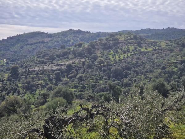 Terreno en camino de Estepera s/n