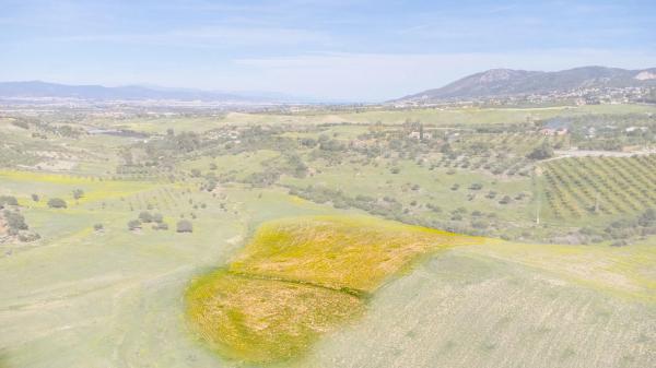 Terreno en Arroyo del Acebuchal s/n
