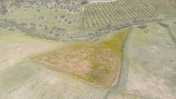 Terreno en Arroyo del Acebuchal s/n