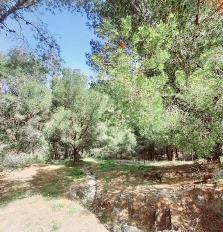 Terreno en Canillas de Aceituno