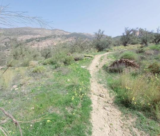 Terreno en Canillas de Aceituno