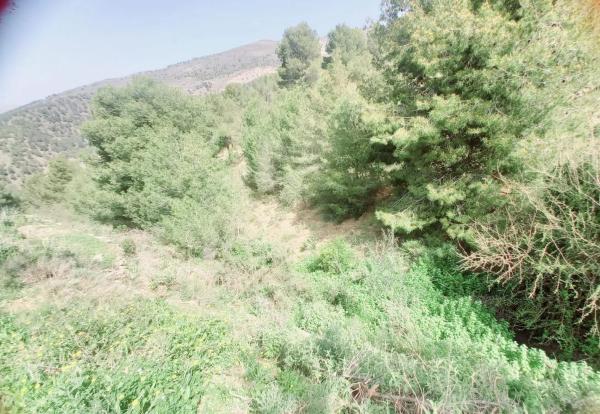 Terreno en Canillas de Aceituno