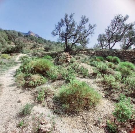 Terreno en Canillas de Aceituno
