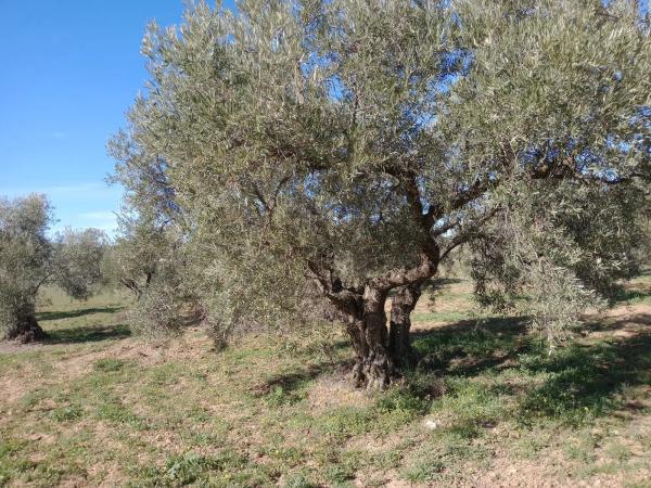 Terreno en Diseminado Poligono 240, 46