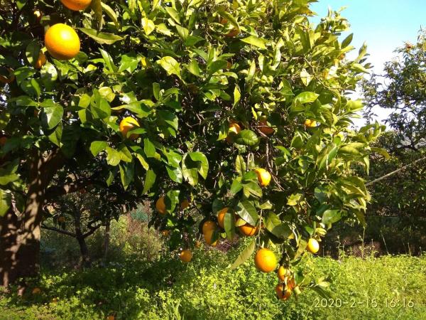 Terreno en Ojén pueblo