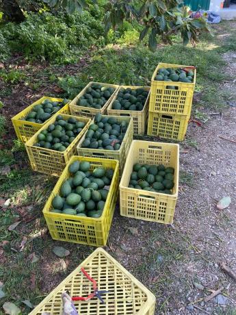 Terreno en alto Diseminado Almayate, 43