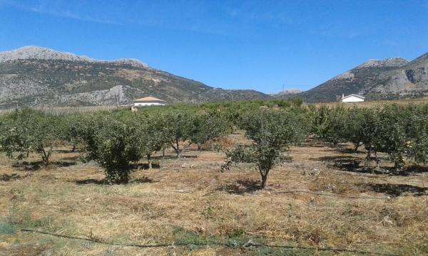 Terreno en Diseminado Diseminados, km 0