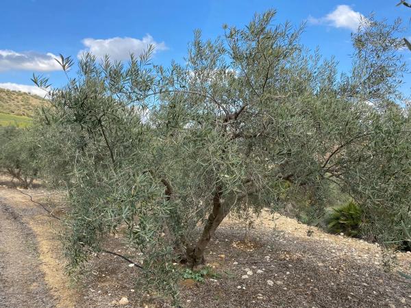 Terreno en Diseminado Poligono 2, 559