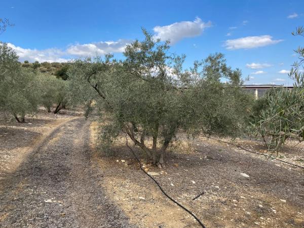 Terreno en Diseminado Poligono 2, 559
