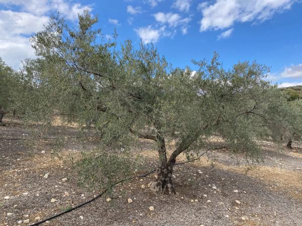 Terreno en Diseminado Poligono 2, 559