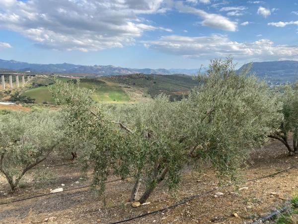Terreno en Diseminado Poligono 2, 559