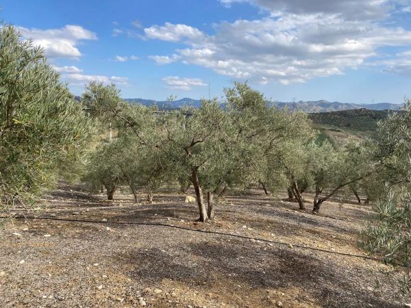 Terreno en Diseminado Poligono 2, 559