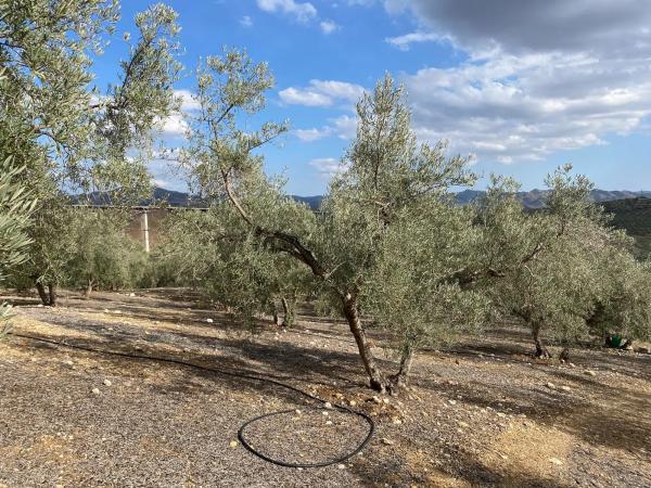 Terreno en Diseminado Poligono 2, 559