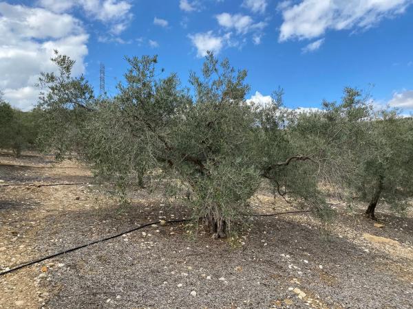 Terreno en Diseminado Poligono 2, 559