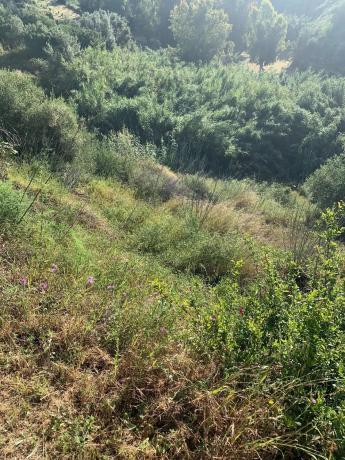 Terreno en calle Roma, 232