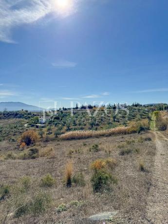 Terreno en Diseminado p 5