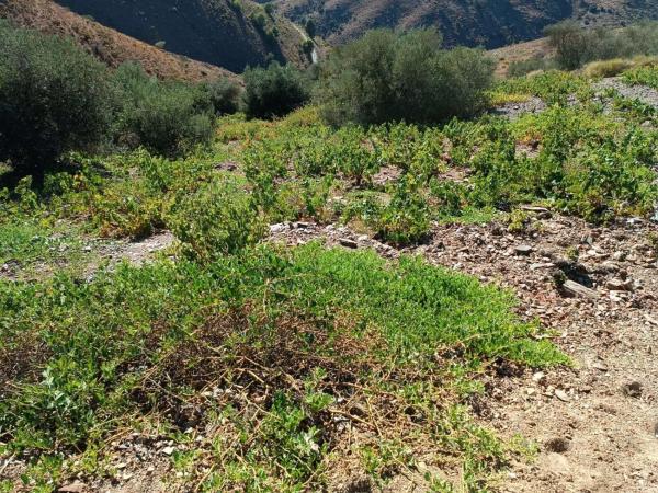 Terreno en Moclinejo