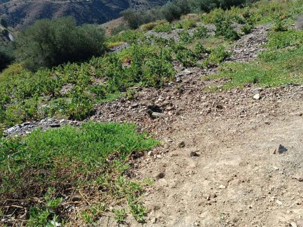 Terreno en Moclinejo