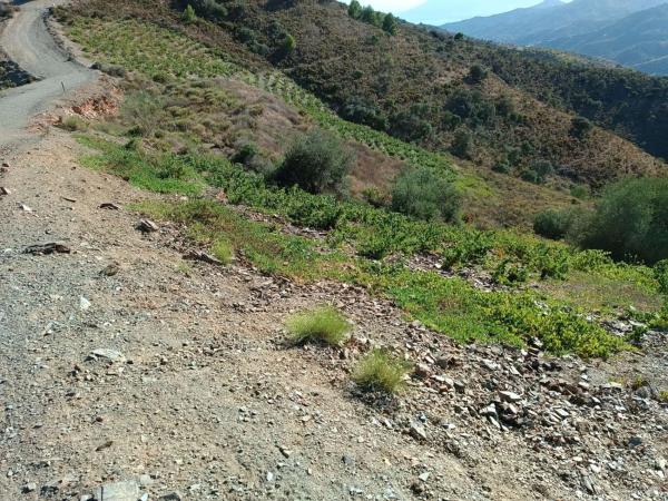 Terreno en Moclinejo