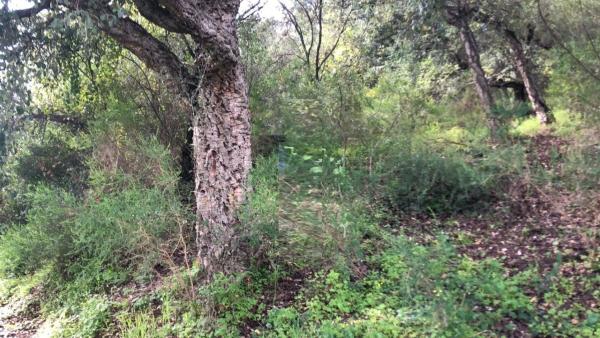 Terreno en Altos de Estepona