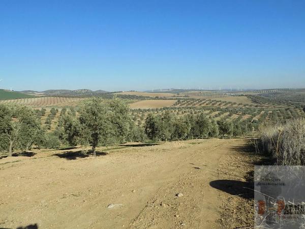 Terreno en Campillos