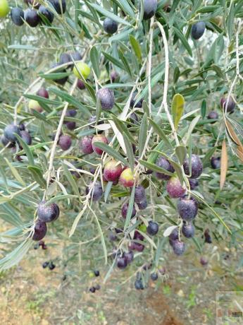 Terreno en Campillos