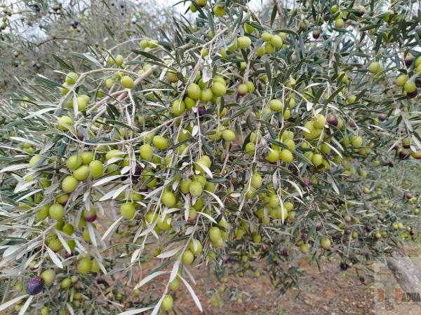 Terreno en Campillos