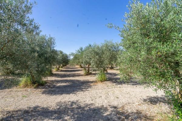 Terreno en El Cigarral - Dehesa - Borrajo
