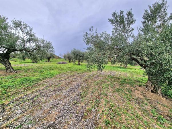 Terreno en Poligono 6 Pola s/n