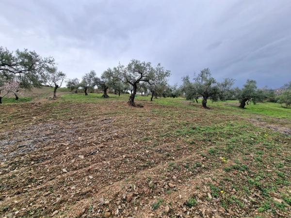 Terreno en Poligono 6 Pola s/n