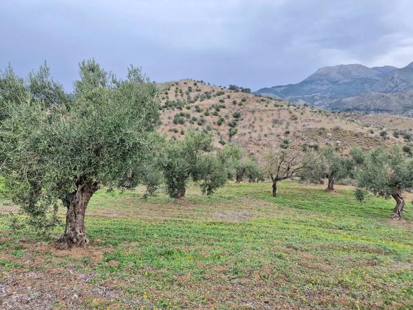 Terreno en Poligono 6 Pola s/n