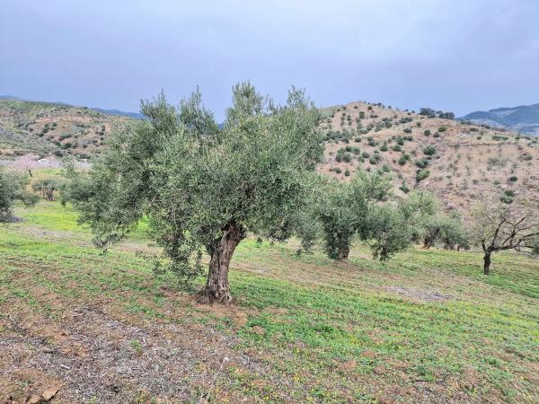 Terreno en Poligono 6 Pola s/n