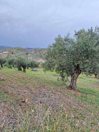 Terreno en Poligono 6 Pola s/n