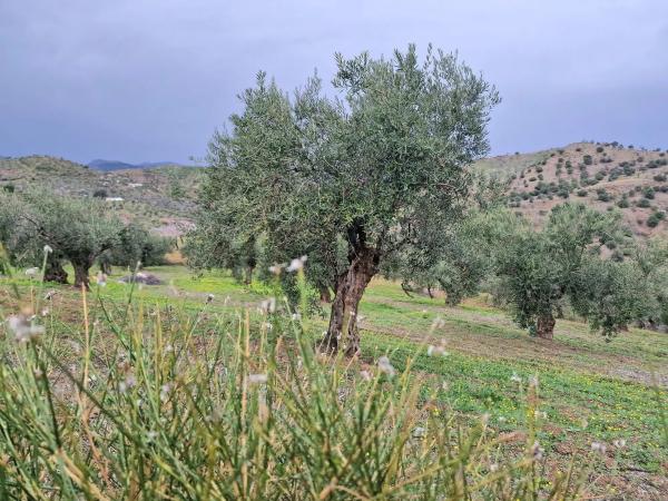 Terreno en Poligono 6 Pola s/n