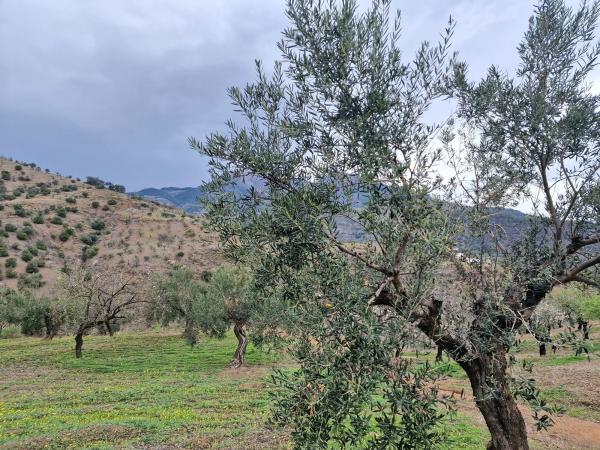 Terreno en Poligono 6 Pola s/n