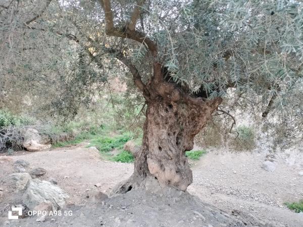Terreno en Pozo Palomo s/n