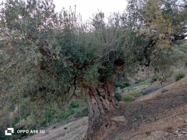 Terreno en Pozo Palomo s/n