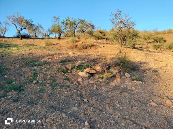 Terreno en Pozo Palomo s/n