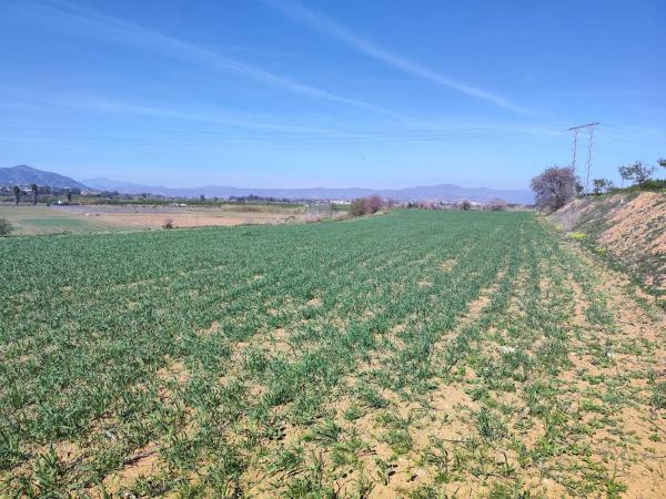 Terreno en calle Honda, 53